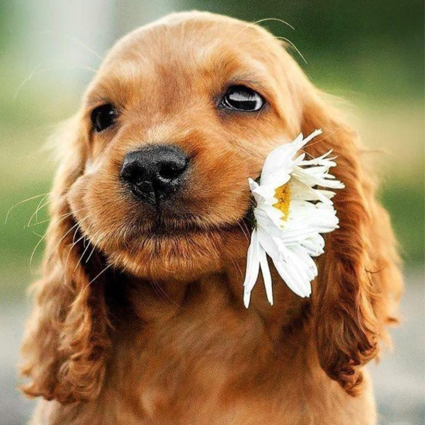 Puppy Fund
