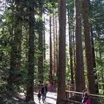 Wildwood Trail
