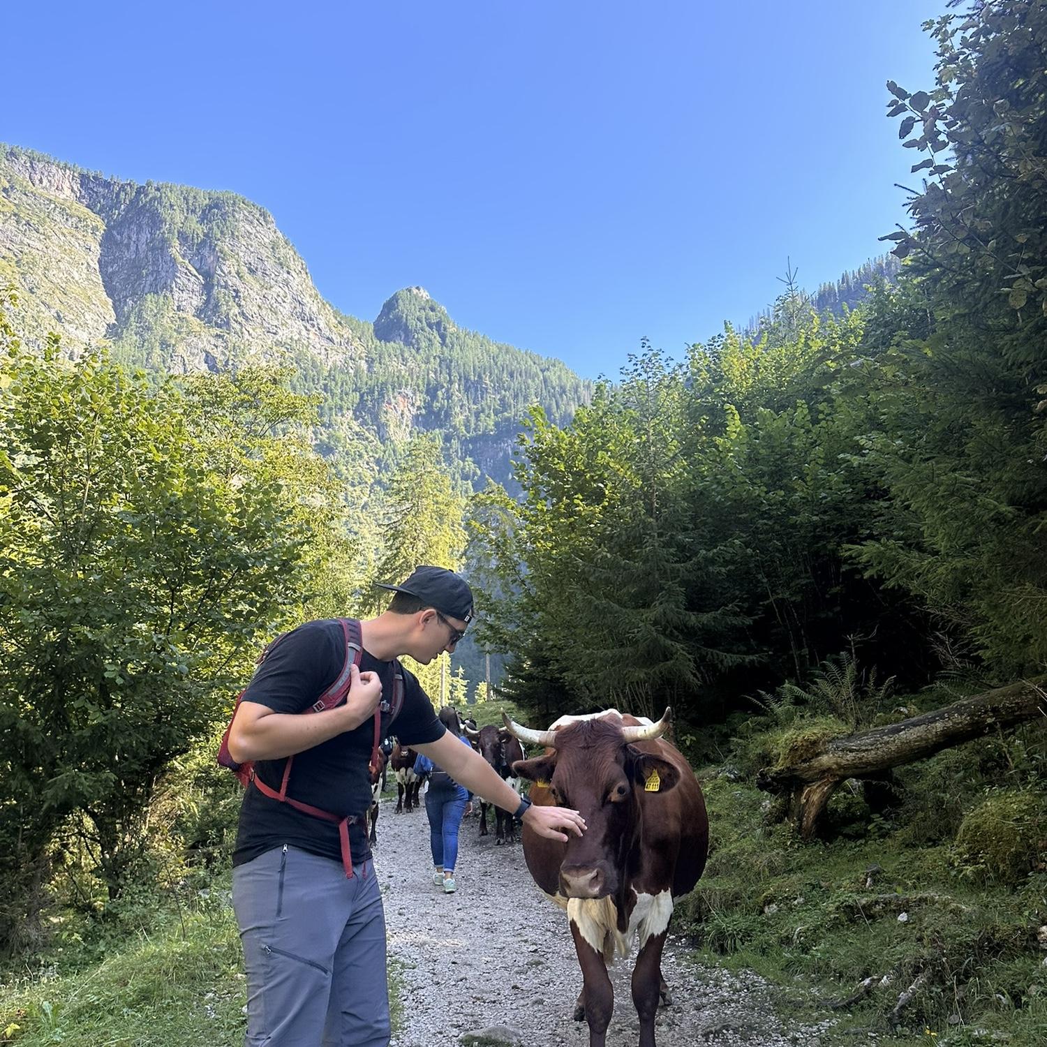 Found some adorable cows hiking at Konigssee