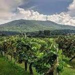 Mountain Mist Farms Orchard