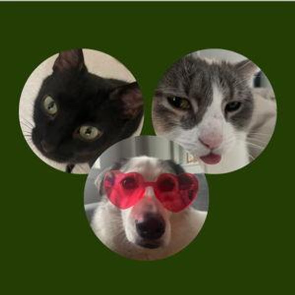 Pet Hotel fund