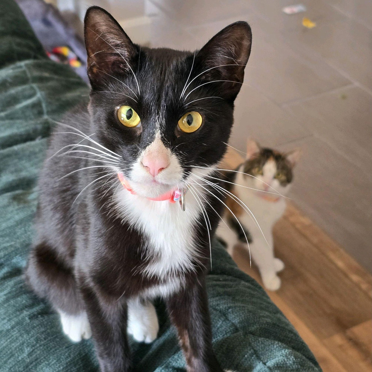Our cats Squid and Nutmeg