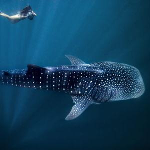 Swimming with Whale Sharks