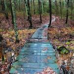 Maurice River Bluffs Preserve