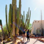 Desert Botanical Garden