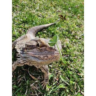 Toothless the Beardie