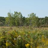 Paw Paw Prairie Fen Preserve