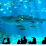 Georgia Aquarium