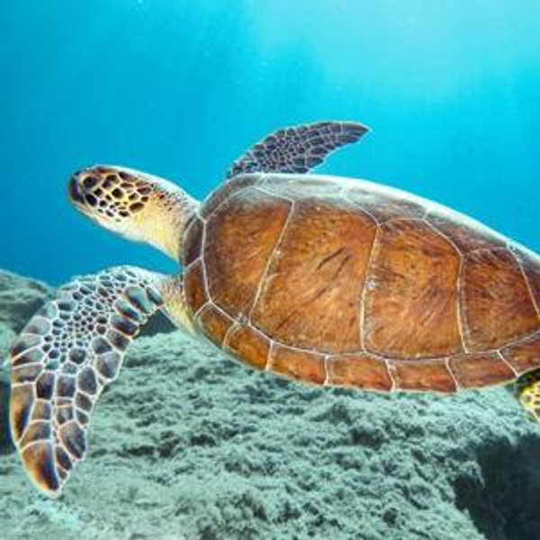 Charity Fund: The Ocean Conservancy