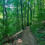 Percy Warner Steps to the White Trail Hike
