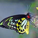 The Butterfly Place