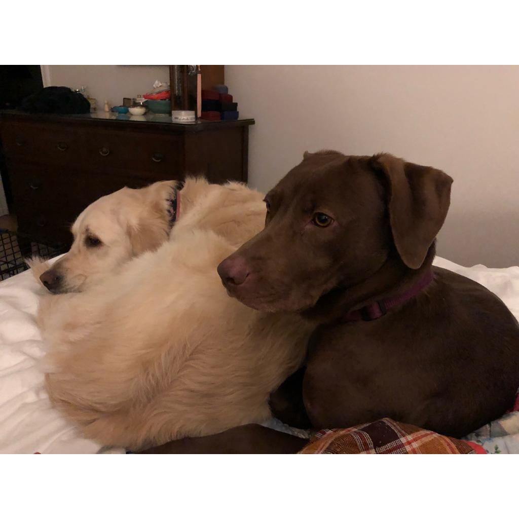 Luna and Molly Tikiwala Wood