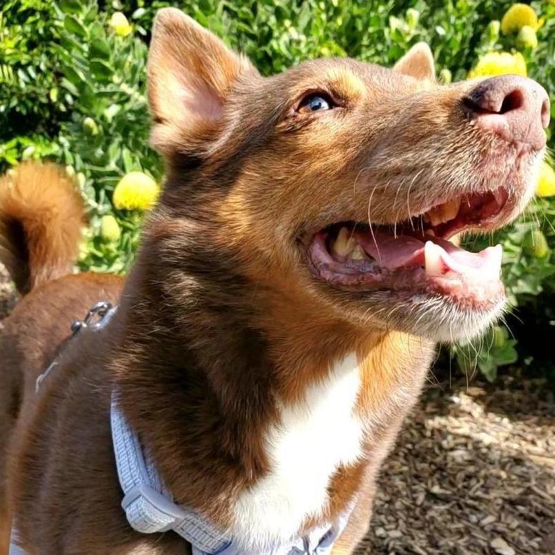The most beautiful ringbearer.