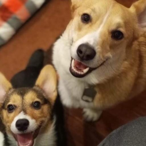 Doggie Daycare Fund