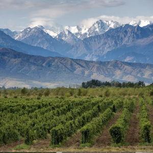 Wine Tasting in Mendoza