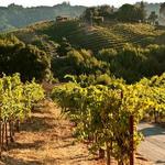 Ridge Vineyards