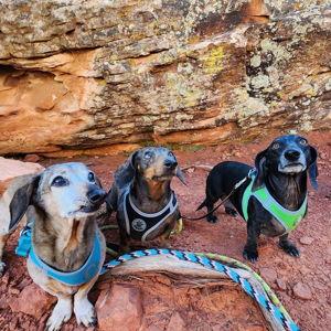 Pup Vet Fund