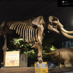 RMSC (Rochester Museum & Science Center)