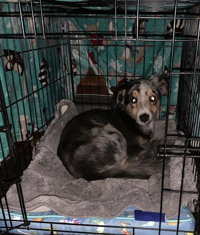 Our second Fur baby ❤️ born in 2015 and joined our family in 2019