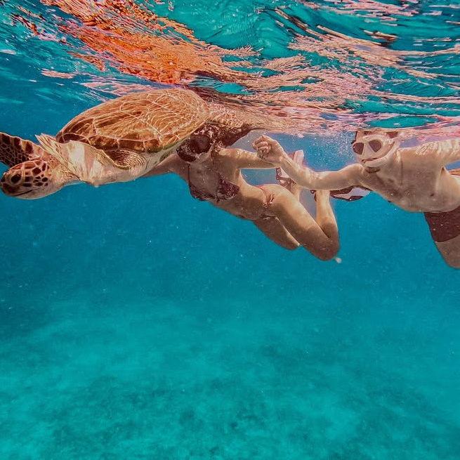 Lauren's dream was to swim with sea turtles in Aruba since she was little and heard it was called "One Happy Island". Evan arranged a snorkel day and we got to see 7 sea turtles together!