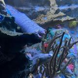 Ripley's Aquarium of the Smokies