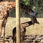 Greenville Zoo
