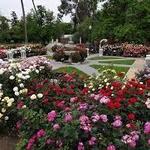 State Capitol Park World Peace Rose Garden