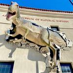 Arizona Museum of Natural History