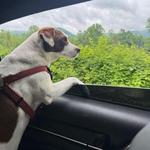 Cades Cove Scenic Loop