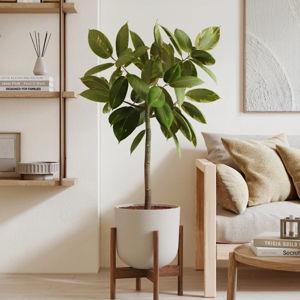 Ficus Altissima