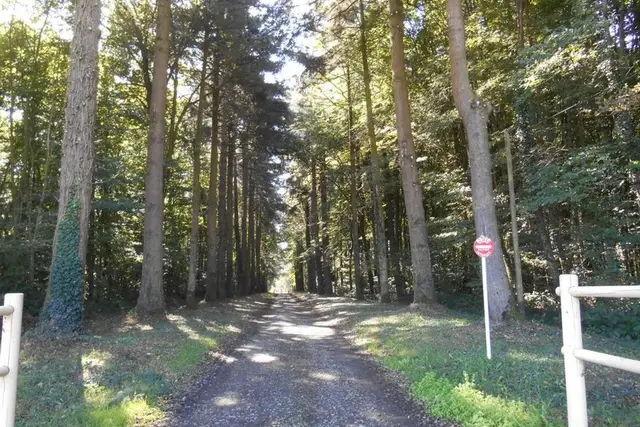 The Wedding Website of Jérôme Avrillon and Sophie Greenwood