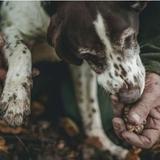 Truffle Hunting