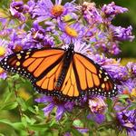 Longwood Gardens