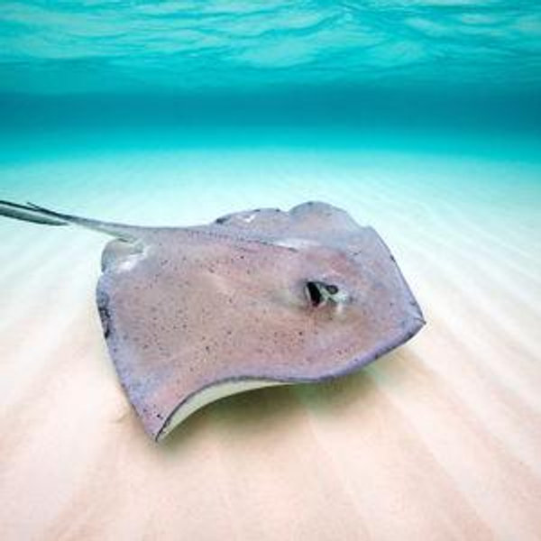 Stingray City Experience (Honeymoon)
