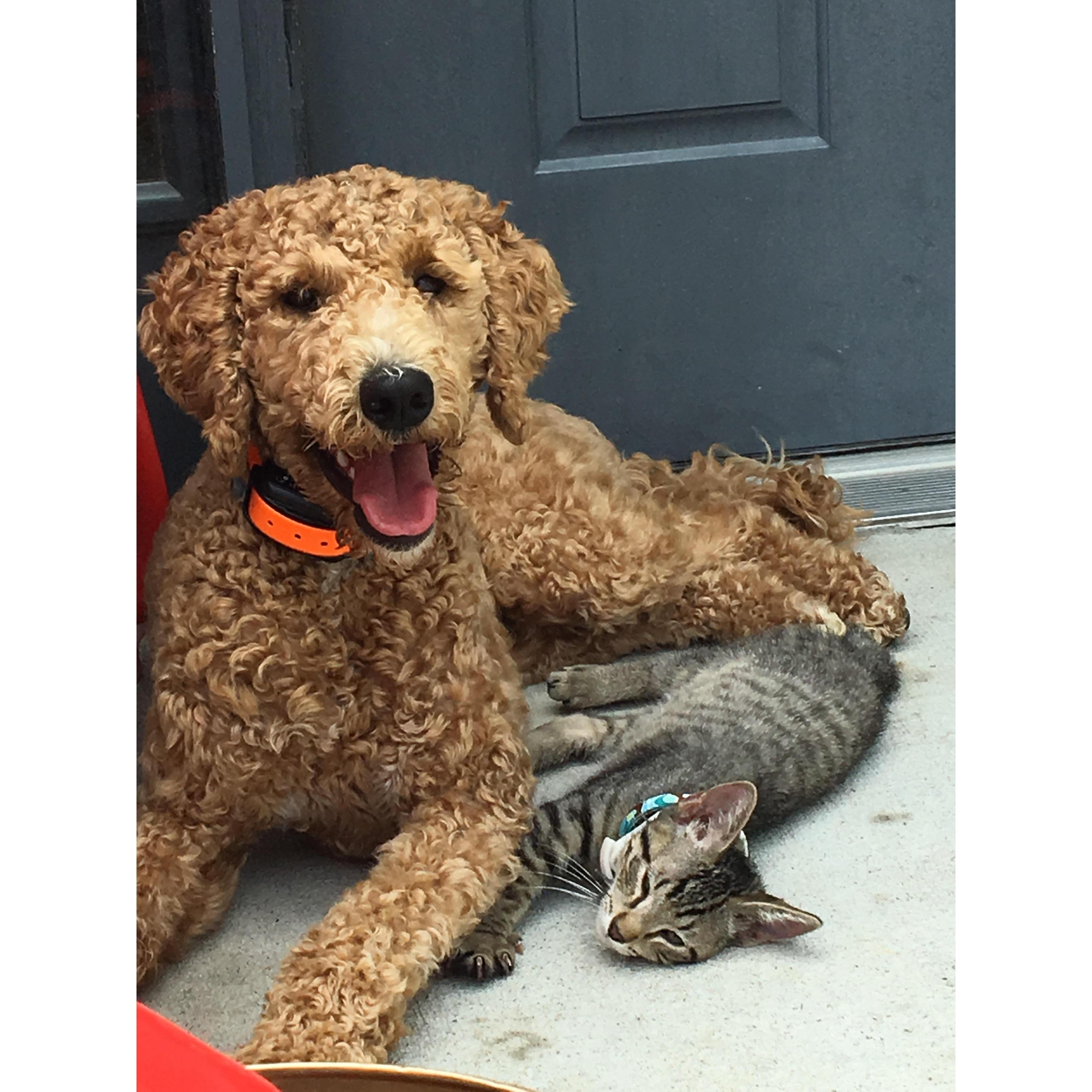 Our first two kids - Stella & Dean.