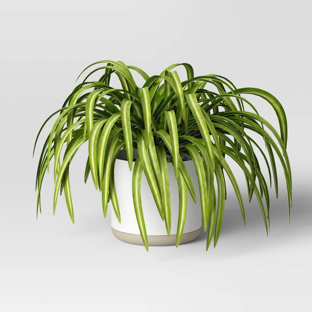 Medium Spider Ceramic Pot - Threshold™