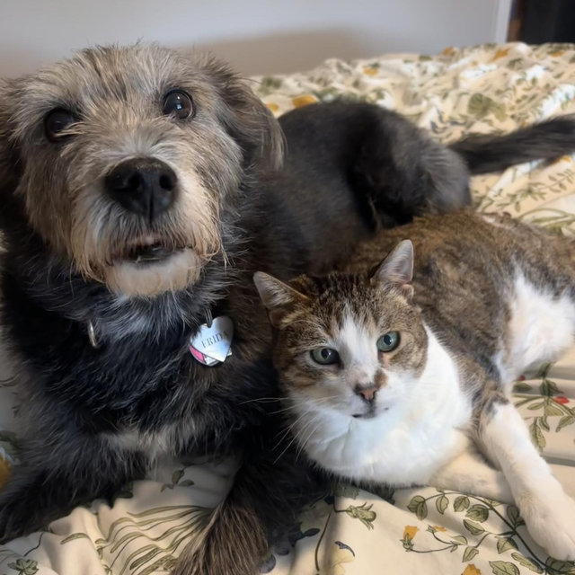 Pet Sitter Fund