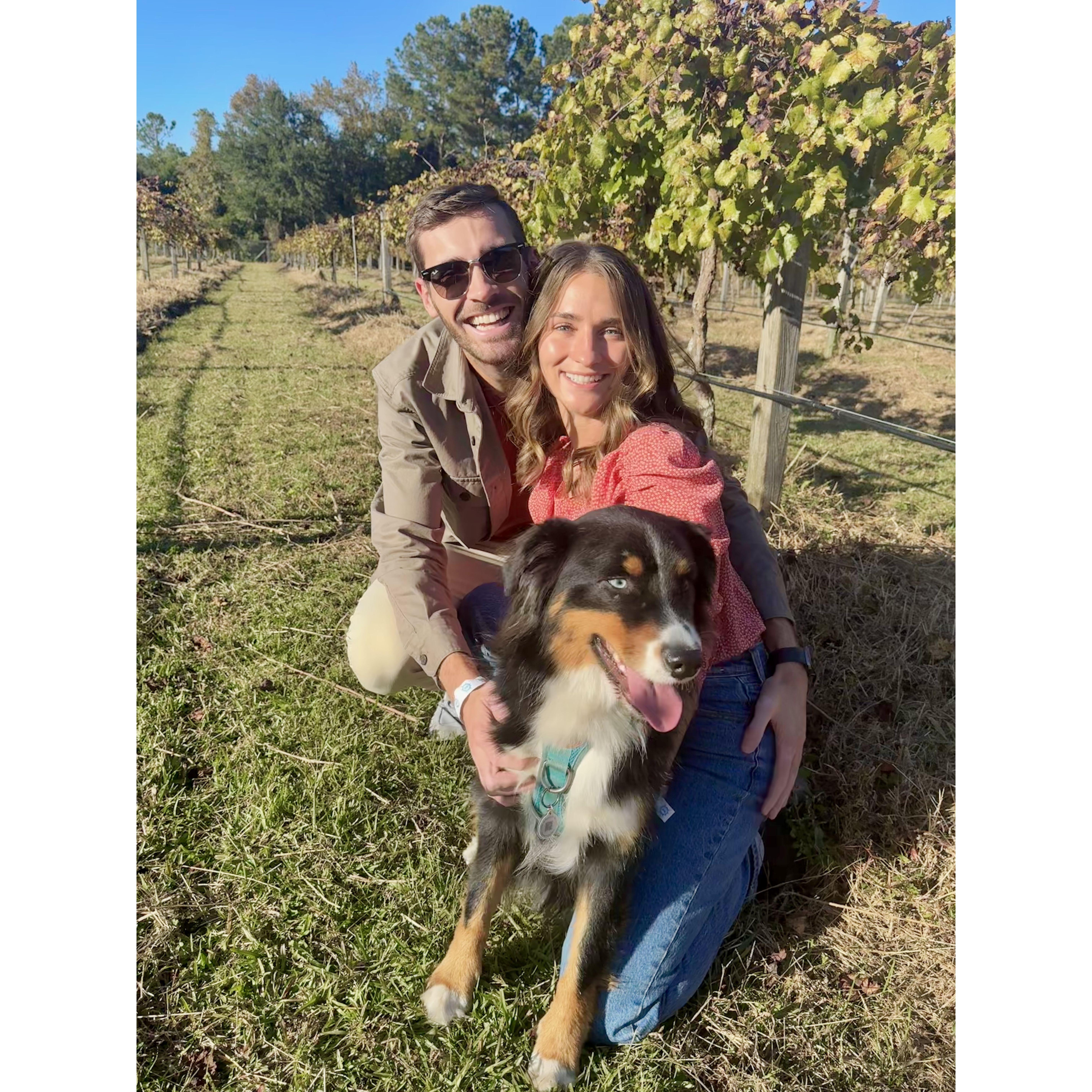 On a fall visit to a local winery! Cleo was distracted by the resident cow.
