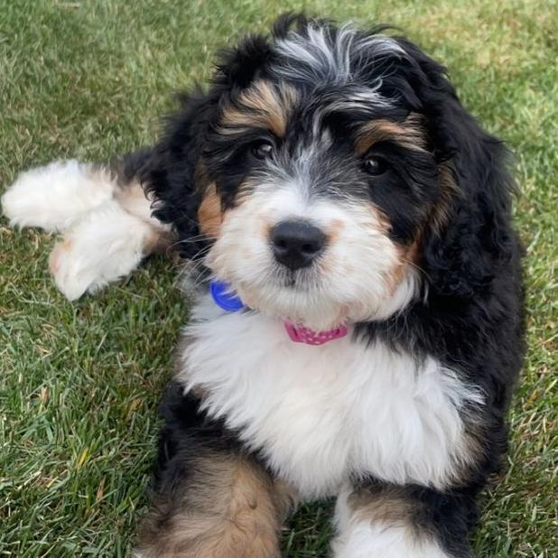 Future Puppy Fund