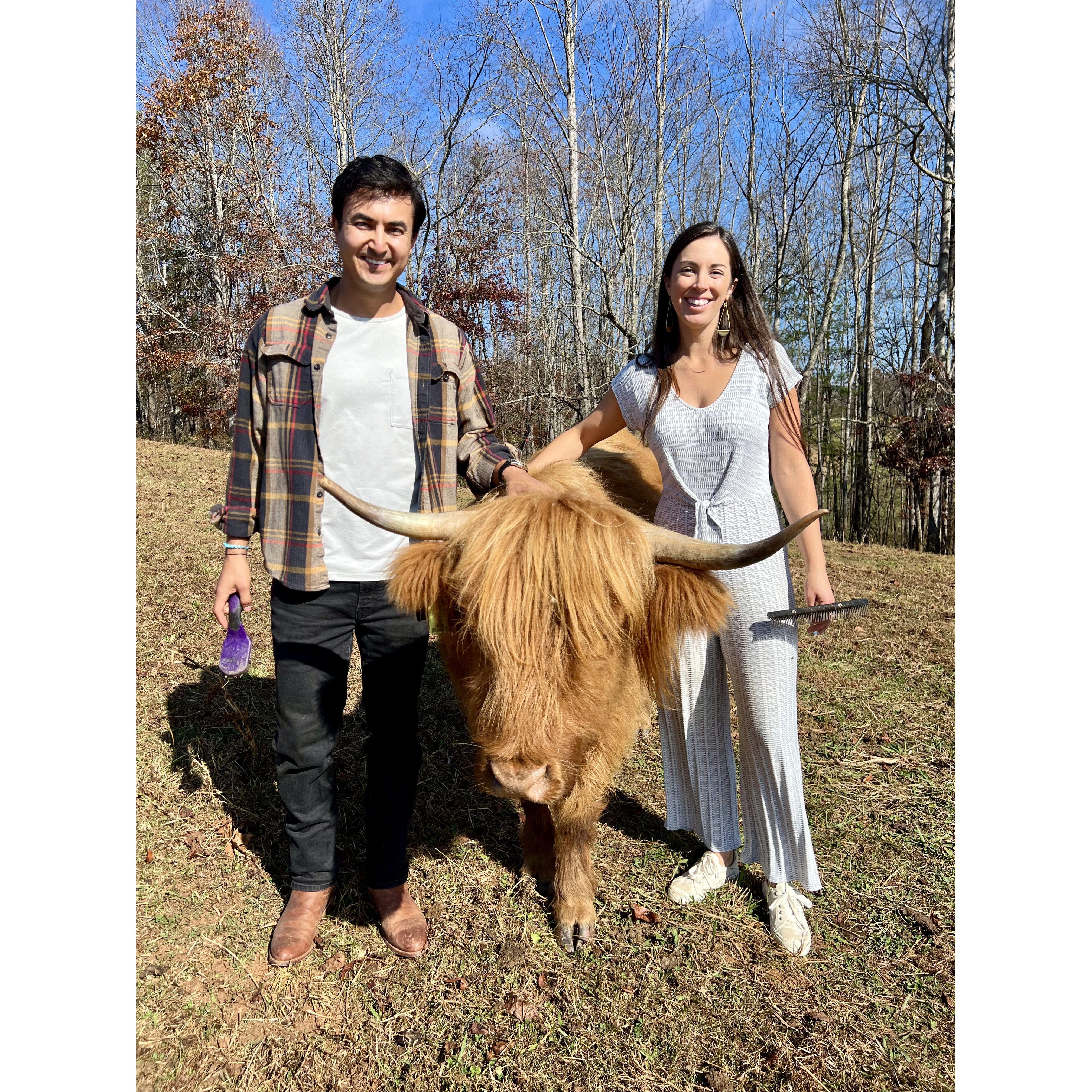 Brushing Highland cows on proposal day…they were so sweet!