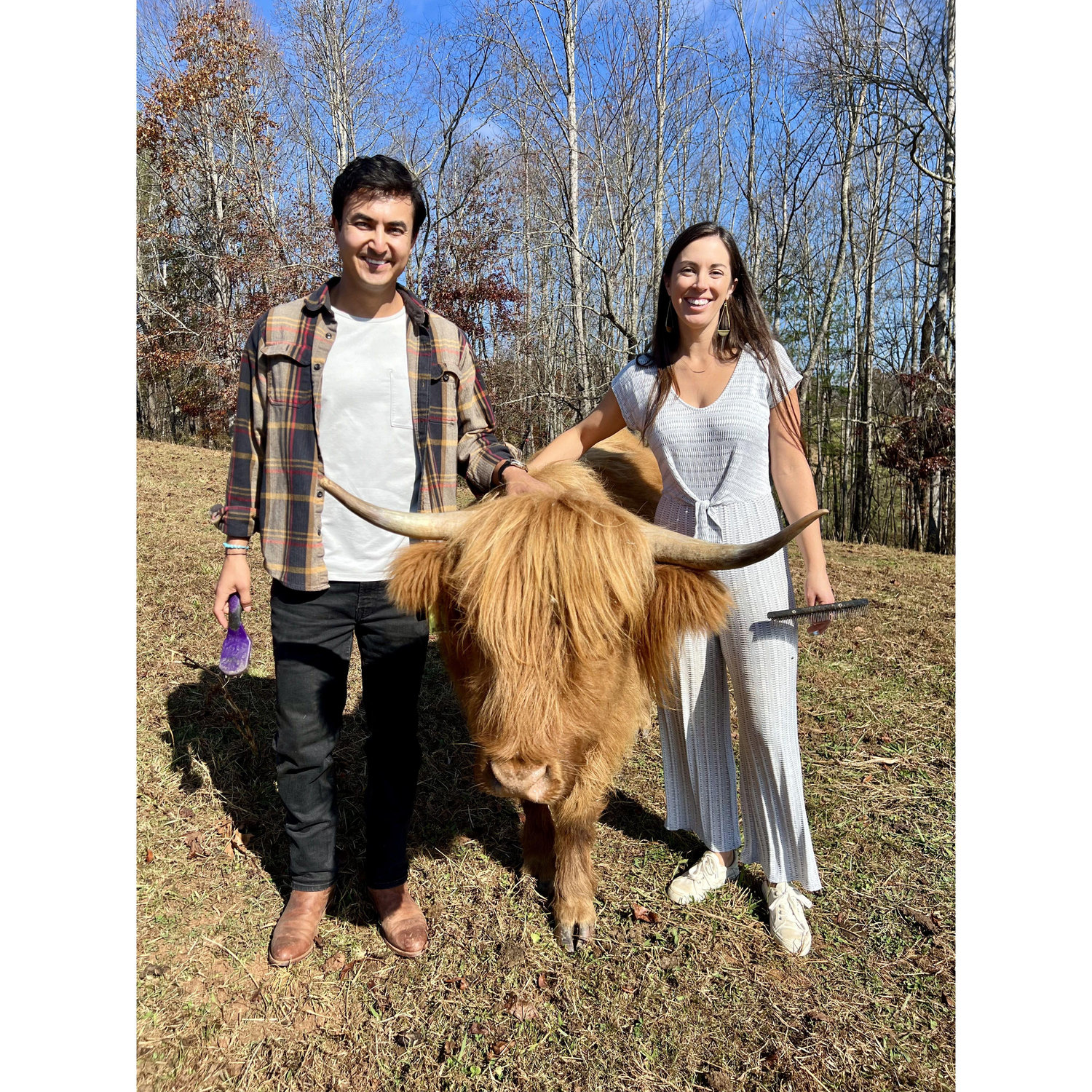 Brushing Highland cows on proposal day…they were so sweet!