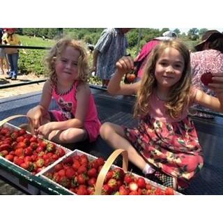 Strawberry picking on a VERY hot day!