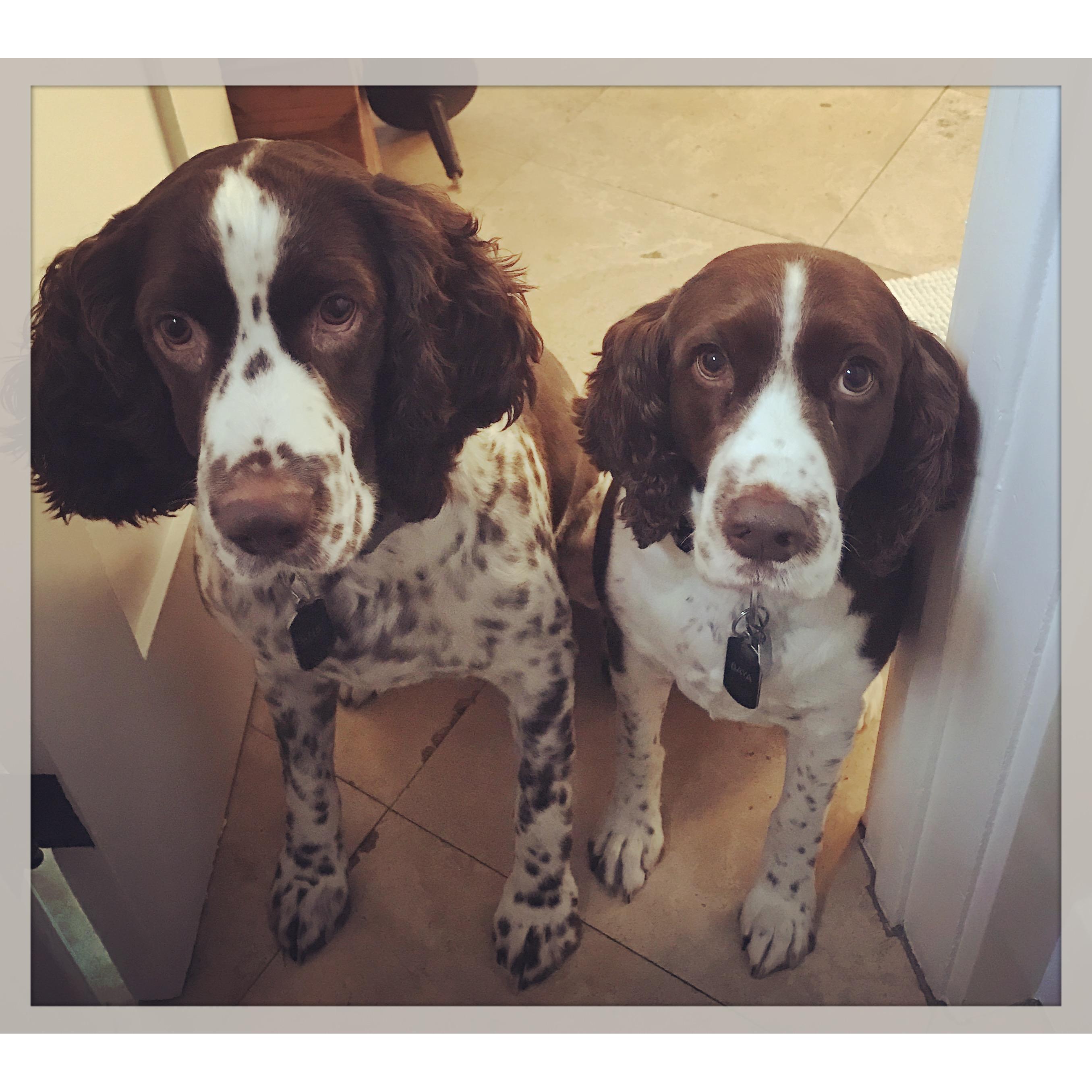 Our babies Blue and Baya, always at our toes.