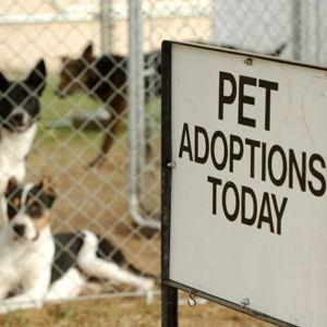 NH SPCA Donations