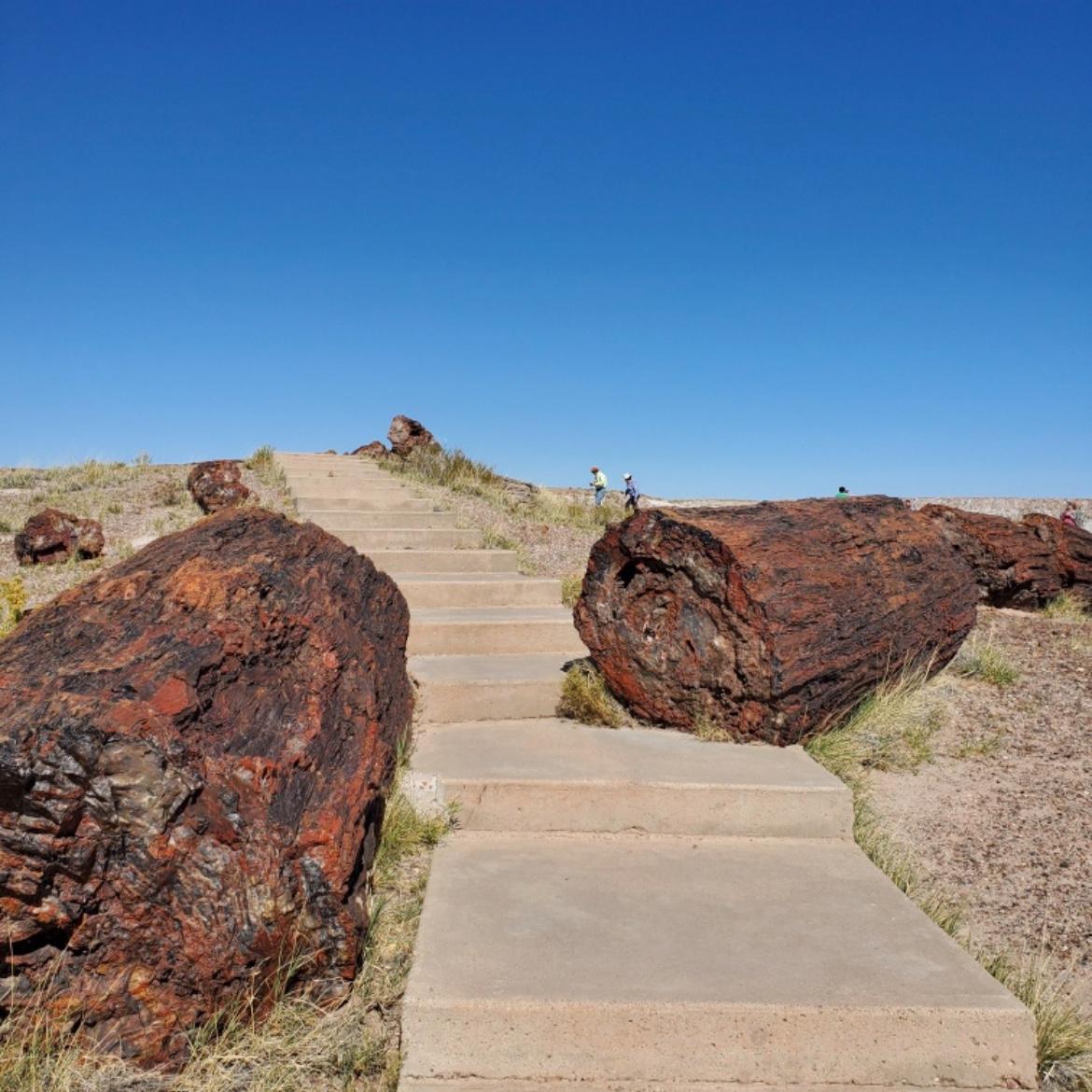 Road Trip 2019 (Petrified Forest National Park)