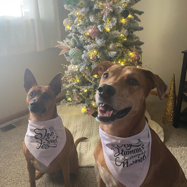 Olive and Ellie’s Treat Fund