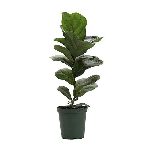 Thorsen's Greenhouse Ficus Lyrata, Fiddle Leaf Fig Plant, Live Indoor Plant, 1-Foot, Green