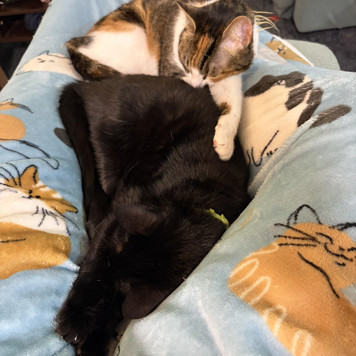 Olive and Turnip