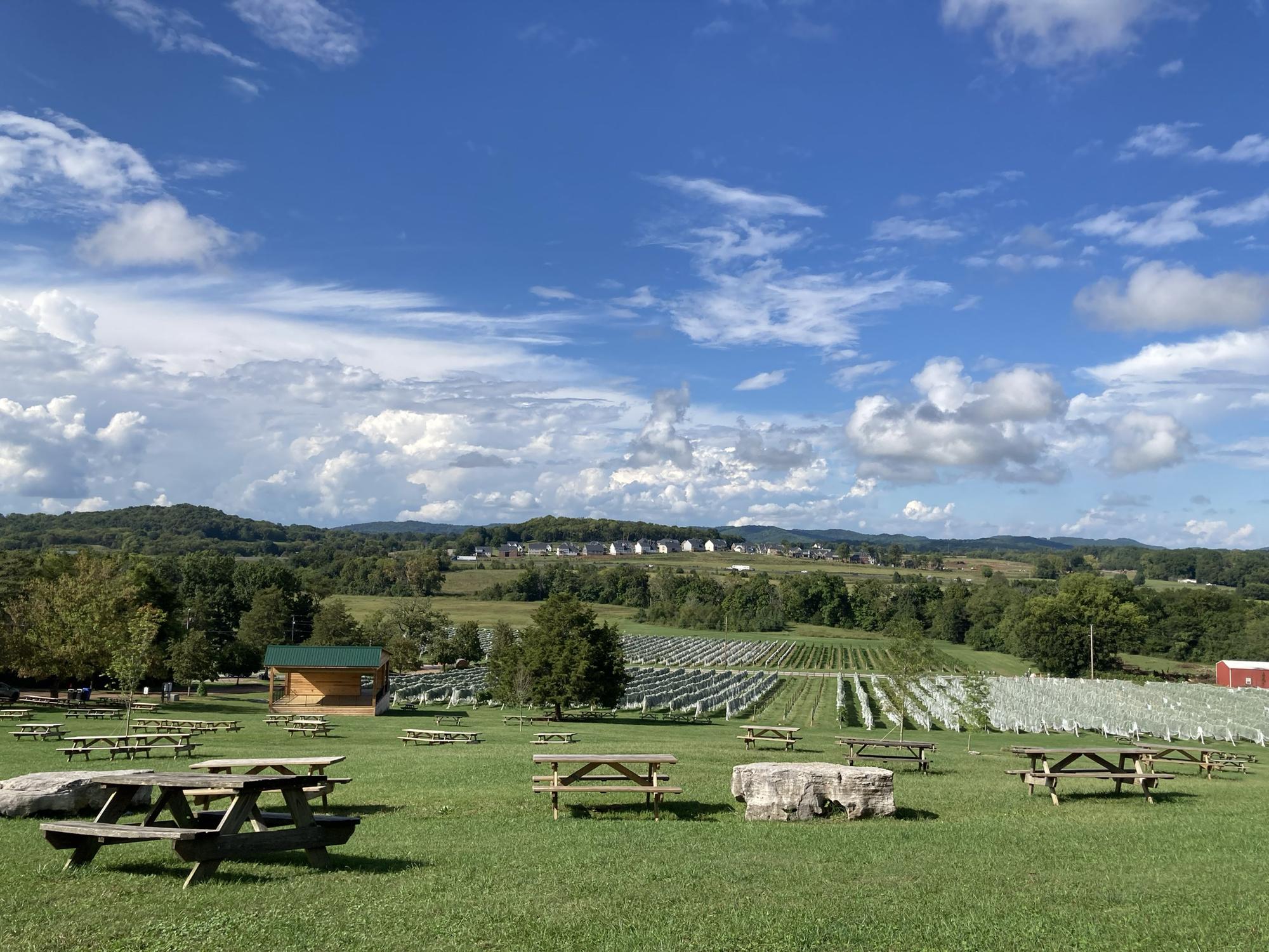 Arrington Vineyard - Day of the proposal