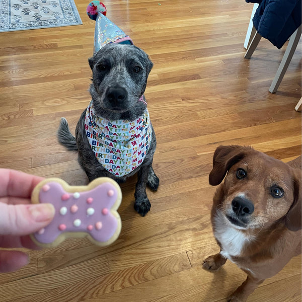 Year of Pet Treats & Supplies
